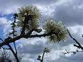 2008-0321_1230_Damson_Blossom_8,8_C